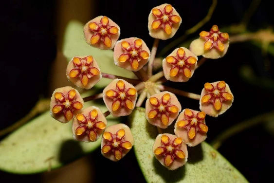 Hoya anncajanoae YHA-05