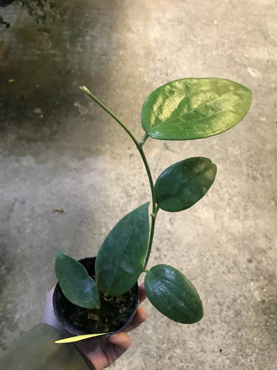 Hoya aldrichii YHA-04