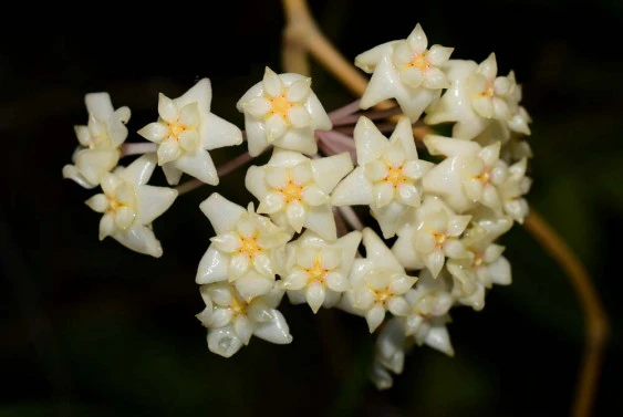 Hoya acuta YHA-01