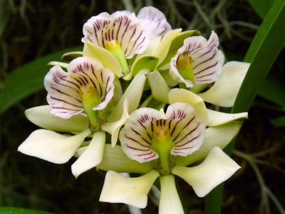 CAP002 Enc.Radiata xEnc.fragrans
