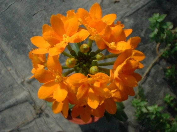CAP005 Epi.Radicone Ct Vigor