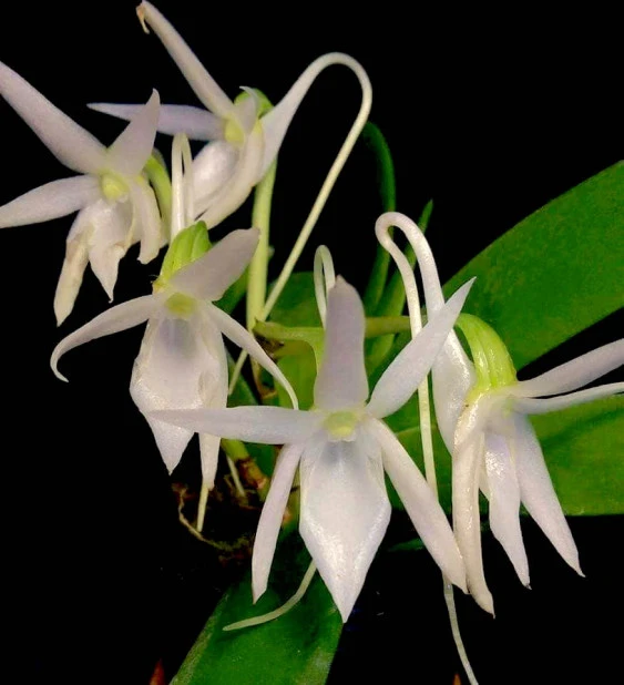CAP009 Angranecum leonis