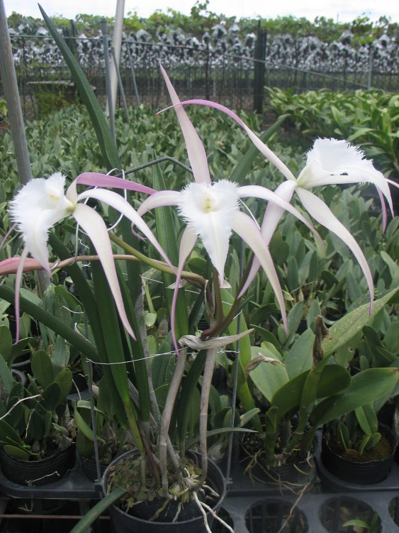 CAP010 B.David Sander (cuculata x digbyana)