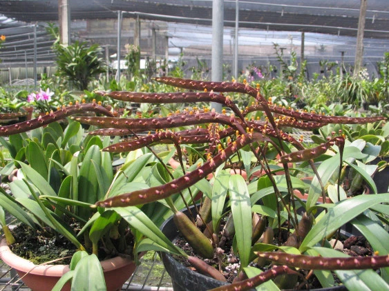 CAP012 Bulb.falcatum