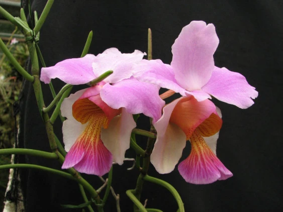 CAP015 Vanda teres