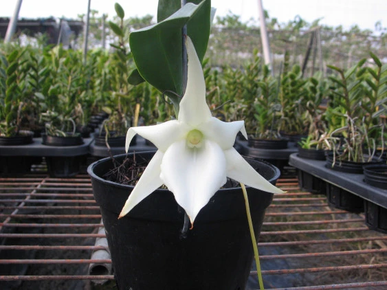 CAP016 Ang.Lemforde White Beauty