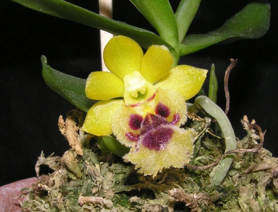 CAP017 Haraellaretrocalla.Taiwan Fragrant Orchid