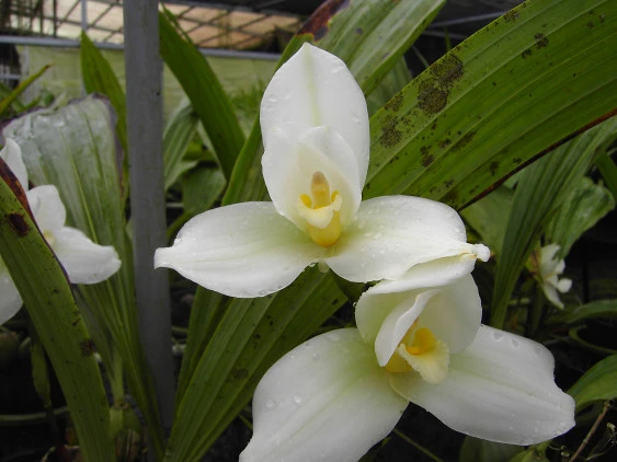 CAP020 Lyc.Auburn x Lyc.Shonan Harmony