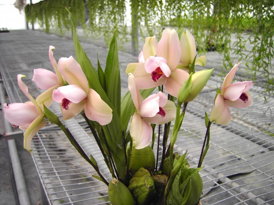 CAP021 Lyc.Shonan Harmony x Lyc.Auburn