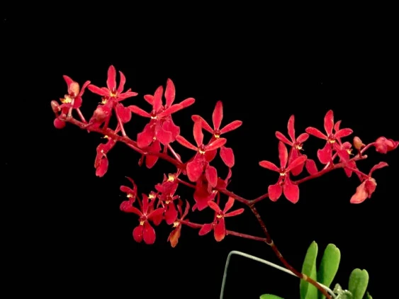 CAP022 Renanthera.storiei
