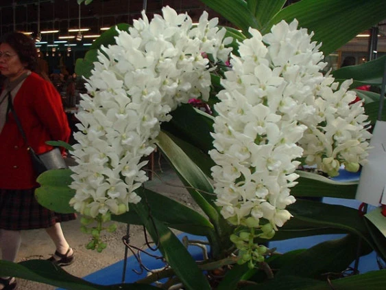 CAP023 Rhy.gigantea alba