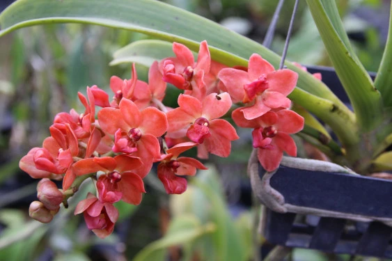 CAP024 Rhy.gigantea 'Orange'