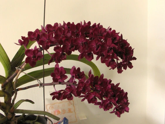 CAP025 Rhy.gigantea 'Red'