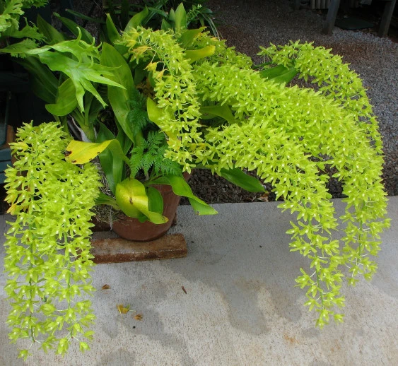 Gram.scriptum 'Hihimanu' CAP026