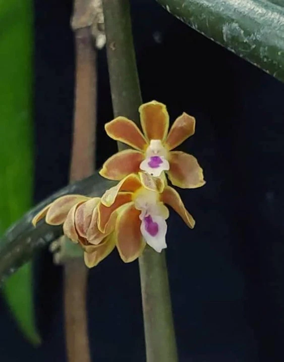 Trichoglottis amesiana CAP27 CAP27