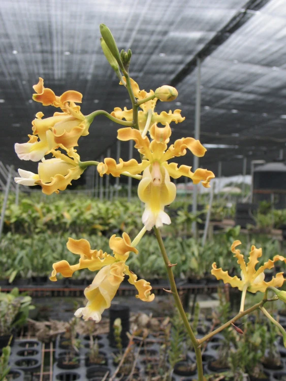Schomburgkia thomsoniana 'Yellow'  CAP030