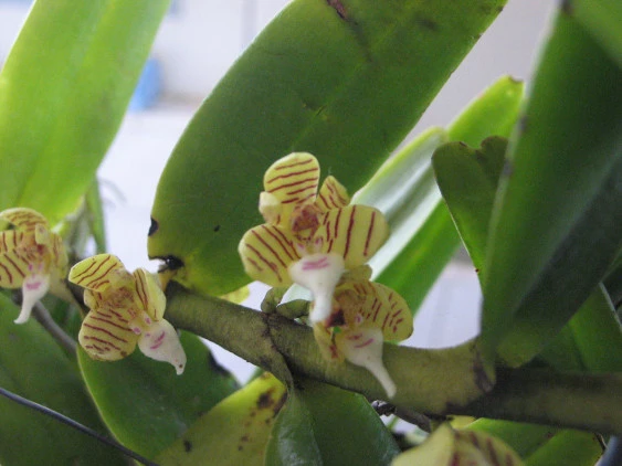 Tricoglottis geminata  CAP031