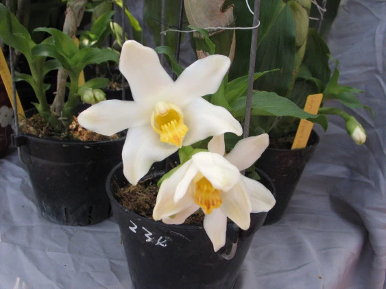 Chysis bractescens  CAP032