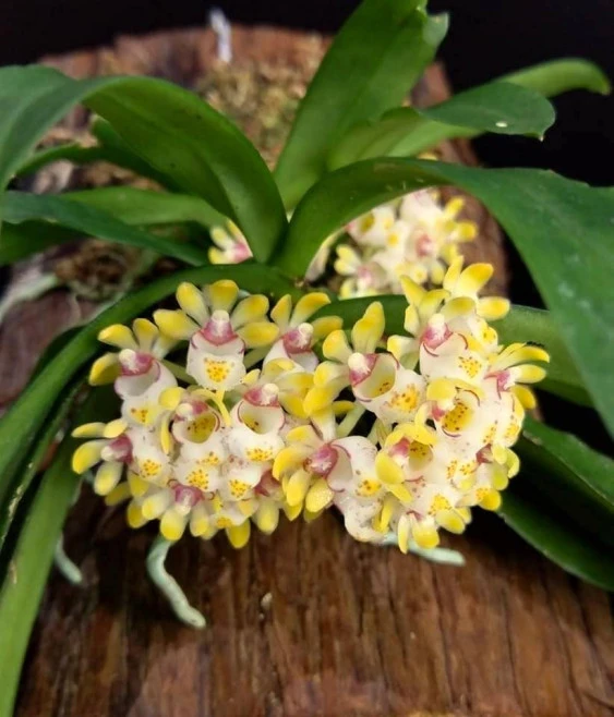 Gastrochilus japonicus  CAP034 CAP034