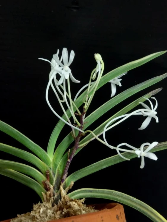 Neofinetia falcata CAP039 CAP039