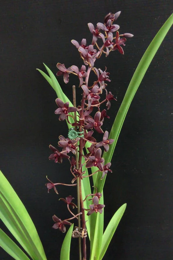 Cym. Little Black Sambo'Black Magic'  CAP041 CAP041