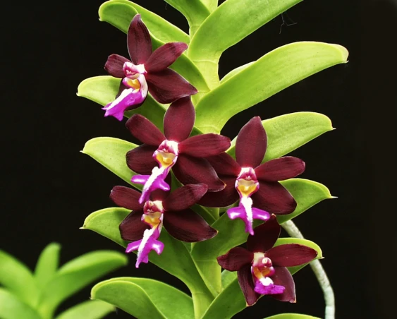 Tricoglottis philippinensis'  CAP043 CAP043