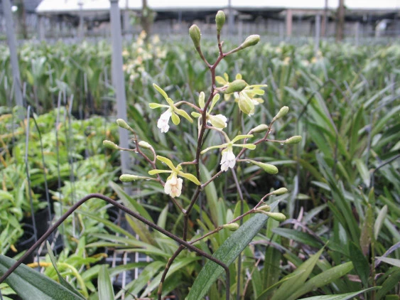Epi.floribundum   CAP044 CAP044