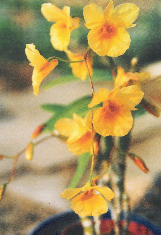 CD22 Den.Golden Aya