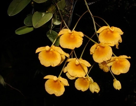 CD51 Dendrobium jenkinsii