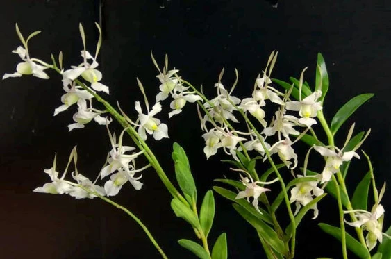 CD99 Den.leporinum