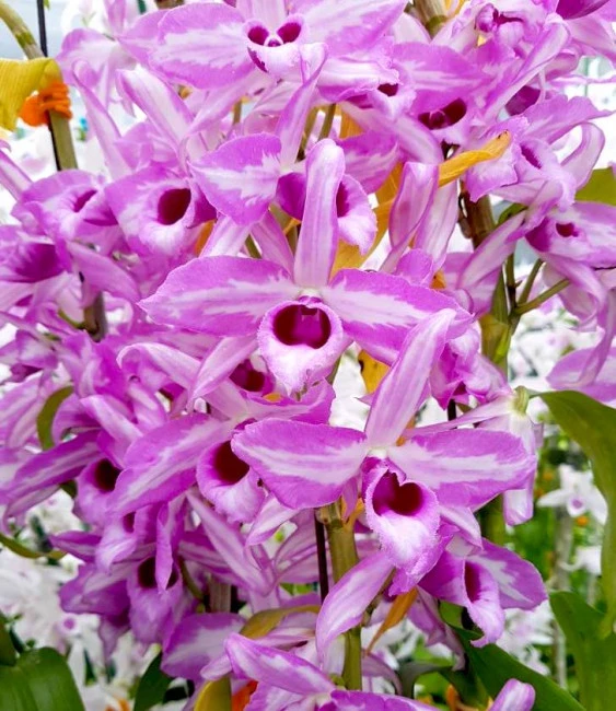 CD93 Den.anosmum 'touch of class'