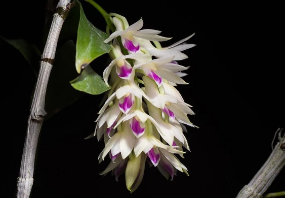 CD92 Den.amethystoglossum