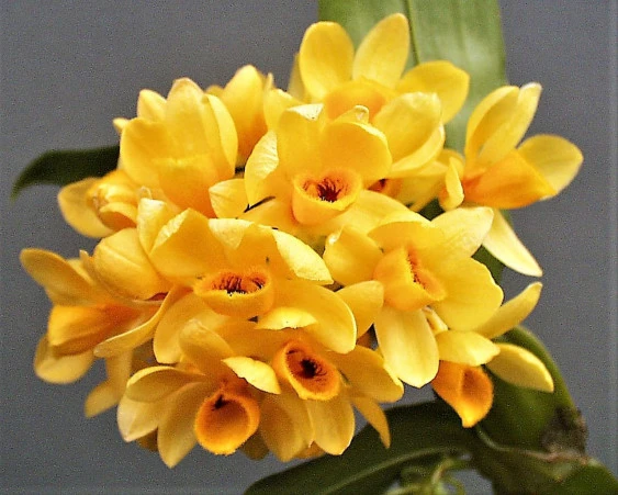CD90 Den.sulcatum