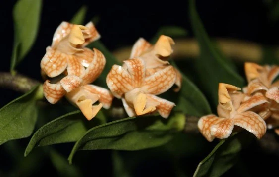 CD76 Dendrobium nemorale