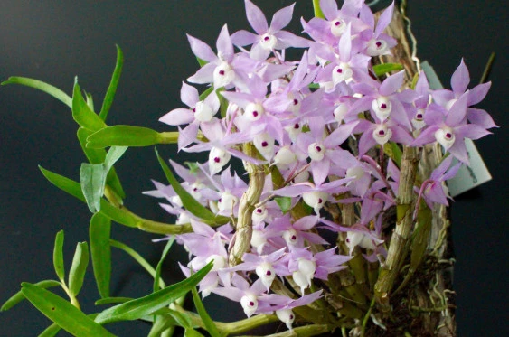 CD74 Dendrobium hercoglossum