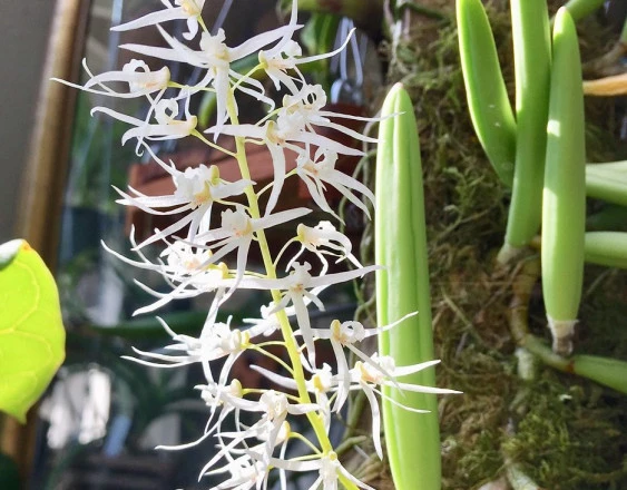 CD73 Dendrobium wassellii
