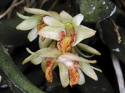 CD72 Dendrobium rigidum