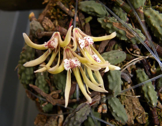 CD71 Den. cucumerinum