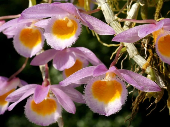 CD70 Dendrobium loddigesii