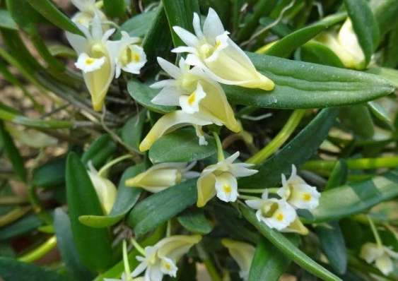 CD69 Dendrobium quadrangulare (Dendrobium hymenanthum)