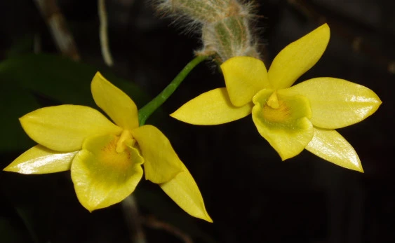 CD67 Dendrobium lamellatum
