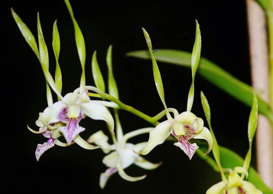 CD66 Dendrobium antennatum