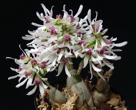 CD65 Dendrobium peguanum
