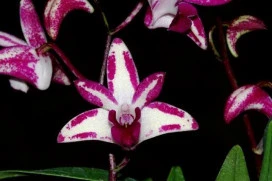 CD64 Dendrobium kingianum splash