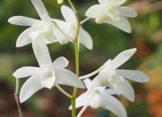CD63 Dendrobium kingianum var. alba