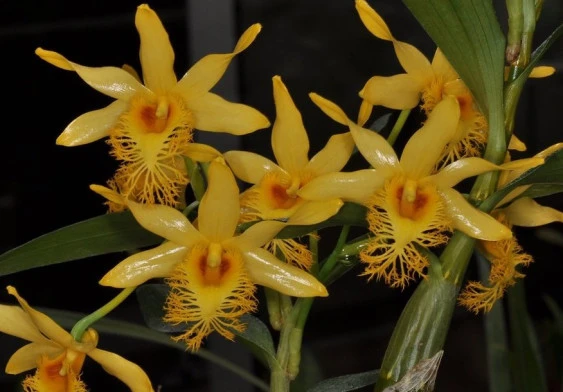 CD62 Dendrobium brymerianum