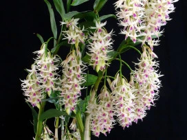 CD61 Dendrobium amethystoglossum