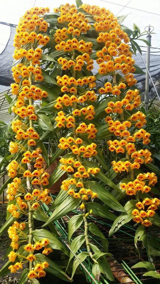 CD58 Den.chrysanthum