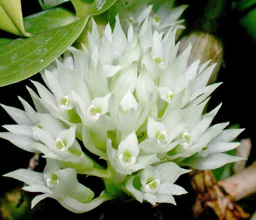 CD60 Den.capituliflorum