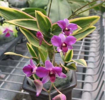 CD31 Den.mini phalaenopsis 'variegated leaf'